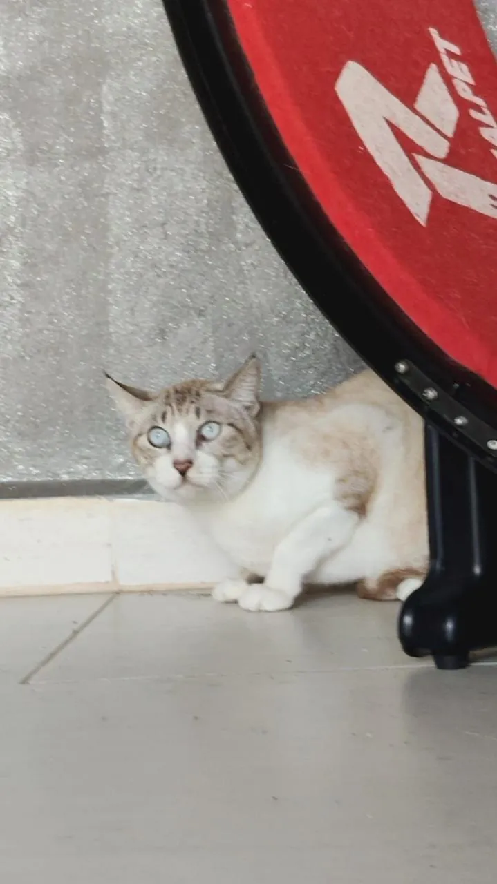 Branquinho encolhido no piso de cerâmica, embaixo de uma roda vermelha, olhando para cima com os olhos azuis.