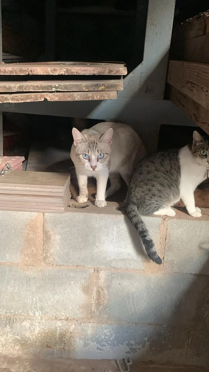 Branquinho, à esquerda, e Malhadinha, à direita, lado a lado em cima de uma mureta de blocos de concreto, olhando para a câmera.