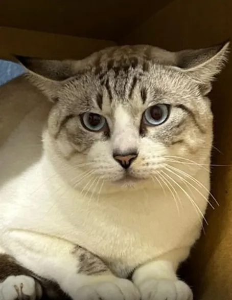 Branquinho, gato branco de olhos azuis com a cabeça e as orelhas rajadas de cinza, deitado dentro de uma caixa de papelão e olhando para a câmera.