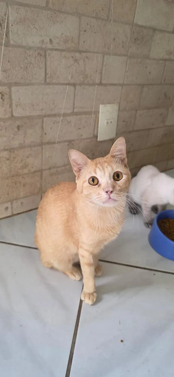 Loirinho sentado no piso de cerâmica junto a uma parede de tijolos, olhando para a câmera, com outro gato perto de uma tigela de ração azul ao fundo.