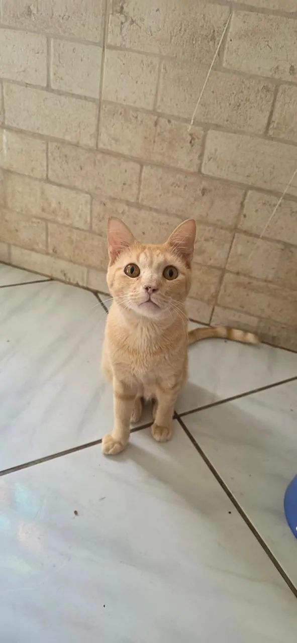 Loirinho, gato laranja-claro rajado de olhos cor de âmbar, sentado num piso de cerâmica branca e olhando para cima.