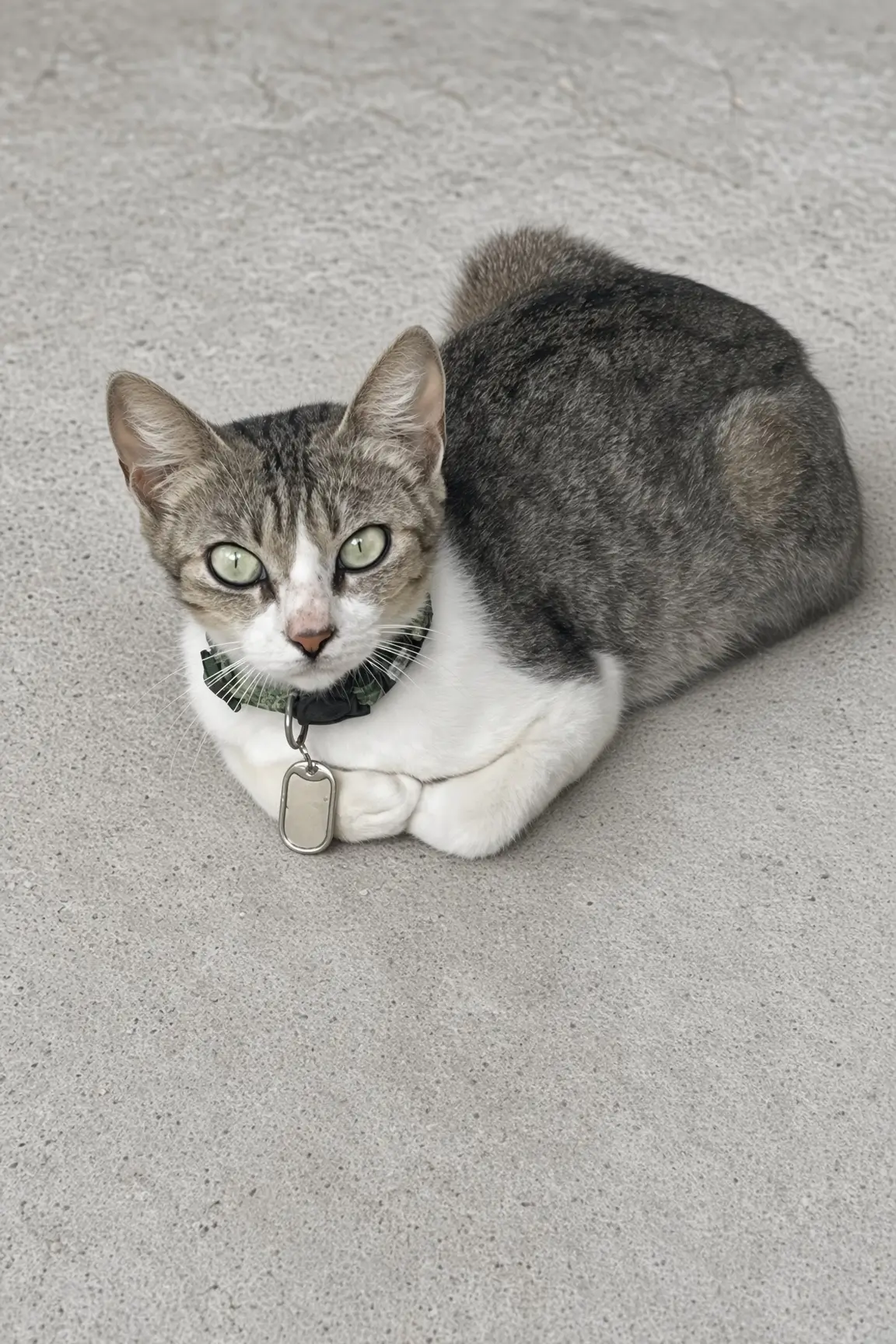 Malhadinha, gata rajada de peito e patas brancas, deitada no chão com uma coleira verde camuflada e uma plaquinha de metal.